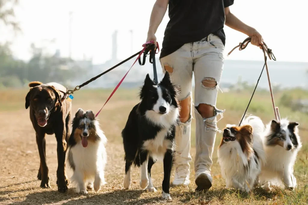 Dog walker with multiple happy dogs in a park during daytime, representing one of the part-time business ideas for earning extra income.